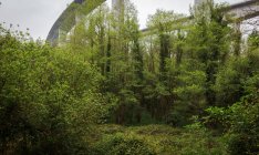 Beautiful white viaduct with trees below — Stock Photo