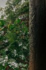 Tronco d'albero nella foresta — Foto stock