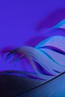 Детали птичьего пера при фиолетовом освещении — стоковое фото