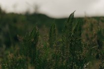 Herbe poussant dans le champ — Photo de stock