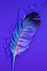 Капли воды на птичье перо при фиолетовом освещении — стоковое фото