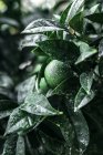 Closeup of small green orange covered with drops of water growing on green tree in garden — Stock Photo