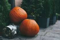 Decorated street with two giant pumpkins on ground surrounded by pine trees — Stock Photo
