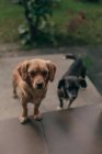 Due piccoli cani in piedi sulle scale su sfondo sfocato di giardino coperto di erba verde — Foto stock