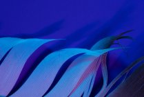 Деталь Пташине перо у фіолетовий освітлення — стокове фото