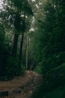 Back view of person walking on path in dark jungle with high green trees — Foto stock