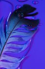 Gouttelettes d'eau douce sur plume d'oiseau humide en éclairage violet — Photo de stock