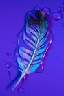 Drops of water on wet bird feather in violet illumination — Stock Photo