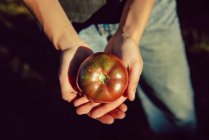 Persona de la cosecha sosteniendo tomate maduro brillante - foto de stock