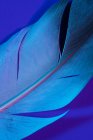 Delicada pluma de pájaro sobre fondo violeta brillante - foto de stock
