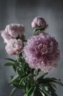 Un mucchio di peonie rosa fresche su sfondo grigio — Foto stock
