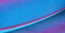 Текстура птичьего пера на ярком фиолетовом фоне — стоковое фото