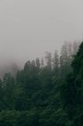 Trees covered with fog — Stock Photo