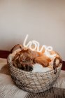 Adorable brown dog lying on plaid in basket with glowing lamp with word Love — Stock Photo