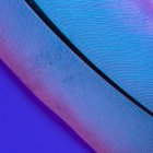 Textur der Vogelfeder auf hellviolettem Hintergrund — Stockfoto