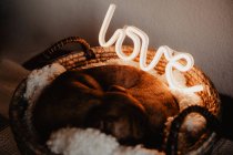 Adorable chien brun couché sur plaid dans le panier avec lampe lumineuse avec mot Amour — Photo de stock