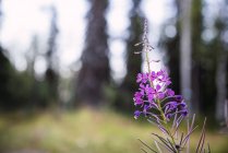 Bellissimo salice francese viola che cresce in campo su sfondo sfocato di piante — Foto stock