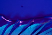 Drops of water on bird feather in violet illumination — Stock Photo