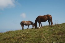 Три красивые лошади едят траву, стоя на вершине холма в прекрасной сельской местности в Болгарии, на Балканах — стоковое фото