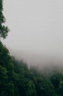 Деревья, покрытые туманом — стоковое фото
