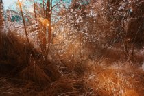 Plantas que crecen en el bosque soleado en color infrarrojo - foto de stock