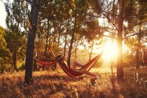 Donna sdraiata in amaca nei boschi soleggiati — Foto stock