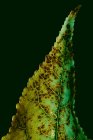Текстура зеленого листа с коричневыми точками — стоковое фото