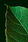 Macro vista di texture foglia verde con venature — Foto stock