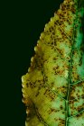 Textura da folha verde com pontos marrons — Fotografia de Stock