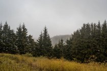 Prato con erba gialla situato vicino sorprendente foresta di conifere nella giornata nebbiosa in Bulgaria, Balcani — Foto stock