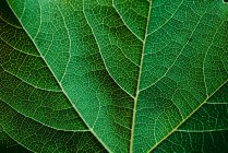 Vue macro de la texture des feuilles vertes avec des veines — Photo de stock
