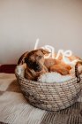 Adorable perro marrón acostado a cuadros en cesta con lámpara brillante con la palabra Amor - foto de stock