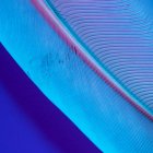 Textur der Vogelfeder auf hellviolettem Hintergrund — Stockfoto