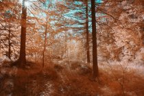 Bäume, die in sonnigen Wäldern in Infrarotfarbe wachsen — Stockfoto