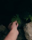 Colheita de acima vista de mão de pessoa que toca folha verde de planta que cresce entre pedras — Fotografia de Stock