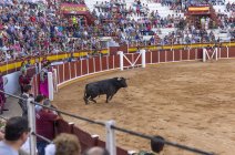 España, Tomelloso - 28. 08. 2018. Toro parado sobre arena en plaza de toros - foto de stock