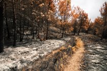 Path among burned trees in wildfire in forest — Stock Photo
