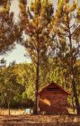Cabaña de madera en el bosque - foto de stock