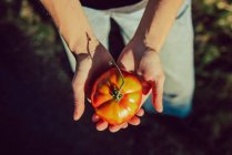 Personne cultivée tenant une tomate mûre brillante — Photo de stock