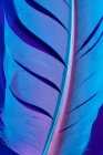 Крупним планом пташине перо в фіолетовому освітленні — стокове фото