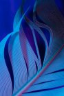 Текстура птичьего пера при фиолетовом освещении — стоковое фото