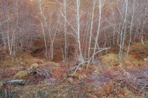 Pedras e árvores sem folhas em bosques outonais — Fotografia de Stock