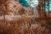 Plantes poussant dans la forêt ensoleillée en couleur infrarouge — Photo de stock