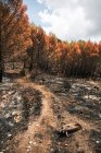 Path among burned trees in wildfire in forest — Stock Photo
