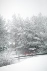 Moderna guida in auto lungo la strada di campagna vicino agli alberi coperti di neve nella giornata nebbiosa nella splendida campagna — Foto stock