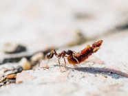 Nahaufnahme einer kleinen Ameise, die schwere Gegenstände in der Natur trägt — Stockfoto