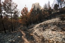 Caminho entre árvores queimadas em fogo selvagem na floresta de montanha — Fotografia de Stock