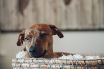 Крупным планом милого маленького коричневого щенка в уютной плетеной корзине на размытом фоне — стоковое фото
