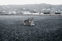 Domestic tabby cat lying on road and looking at camera — Stock Photo