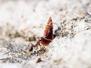 Крупним планом маленька мураха, що несе важкий об'єкт в природі — стокове фото